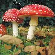 Colored Mushroom And The Medicine Rocks